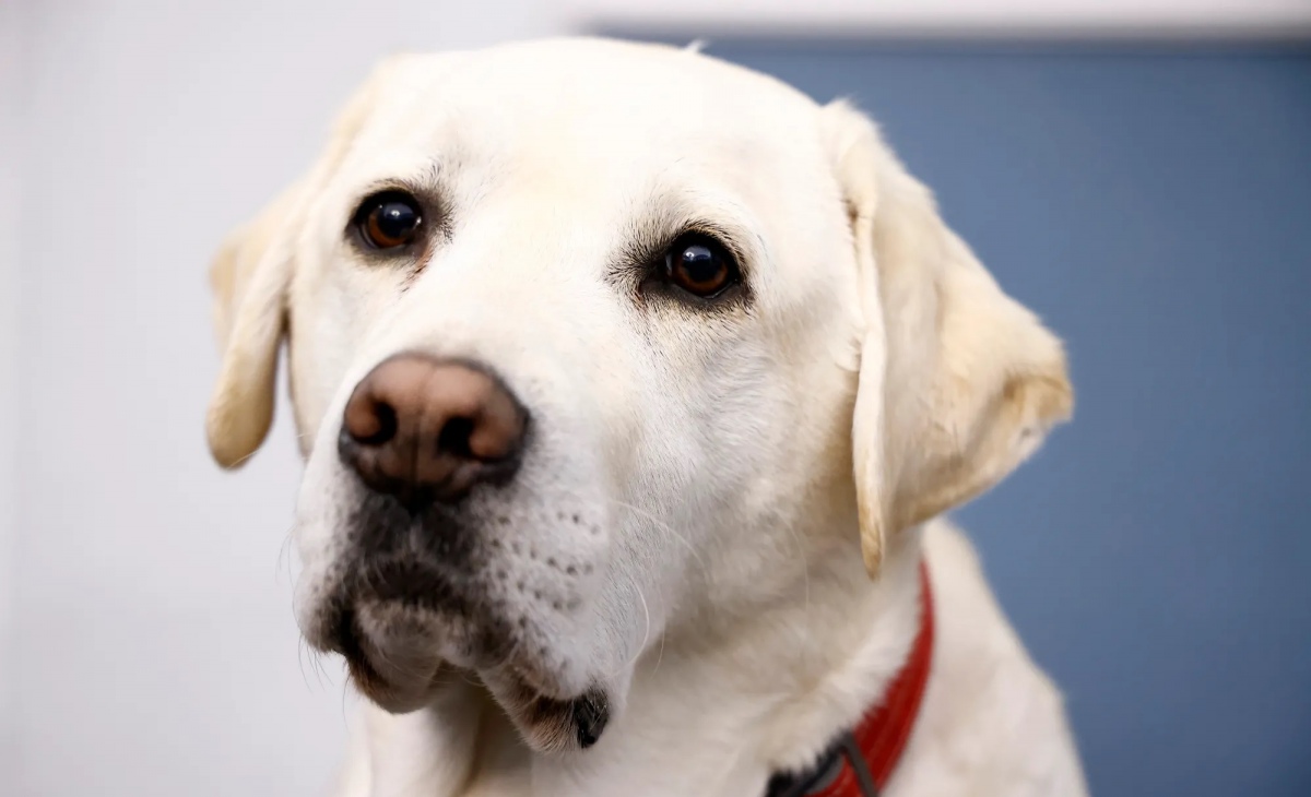 New Jersey students service dog receives diploma at graduation