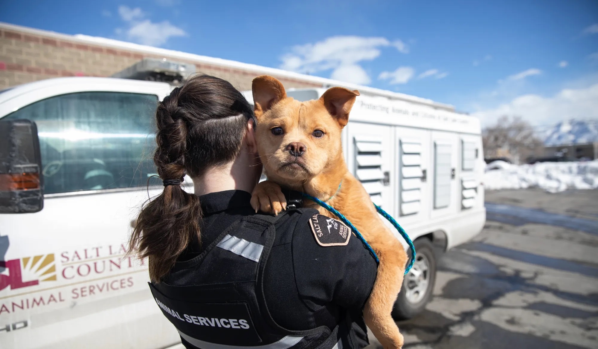 Culled pets in 2022 reached 378000 Texas and California top the list of animal crises