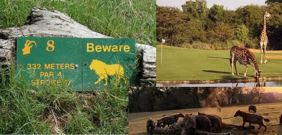 Two lionesses and a pack of hyenas halted play at Skukuza Golf Club