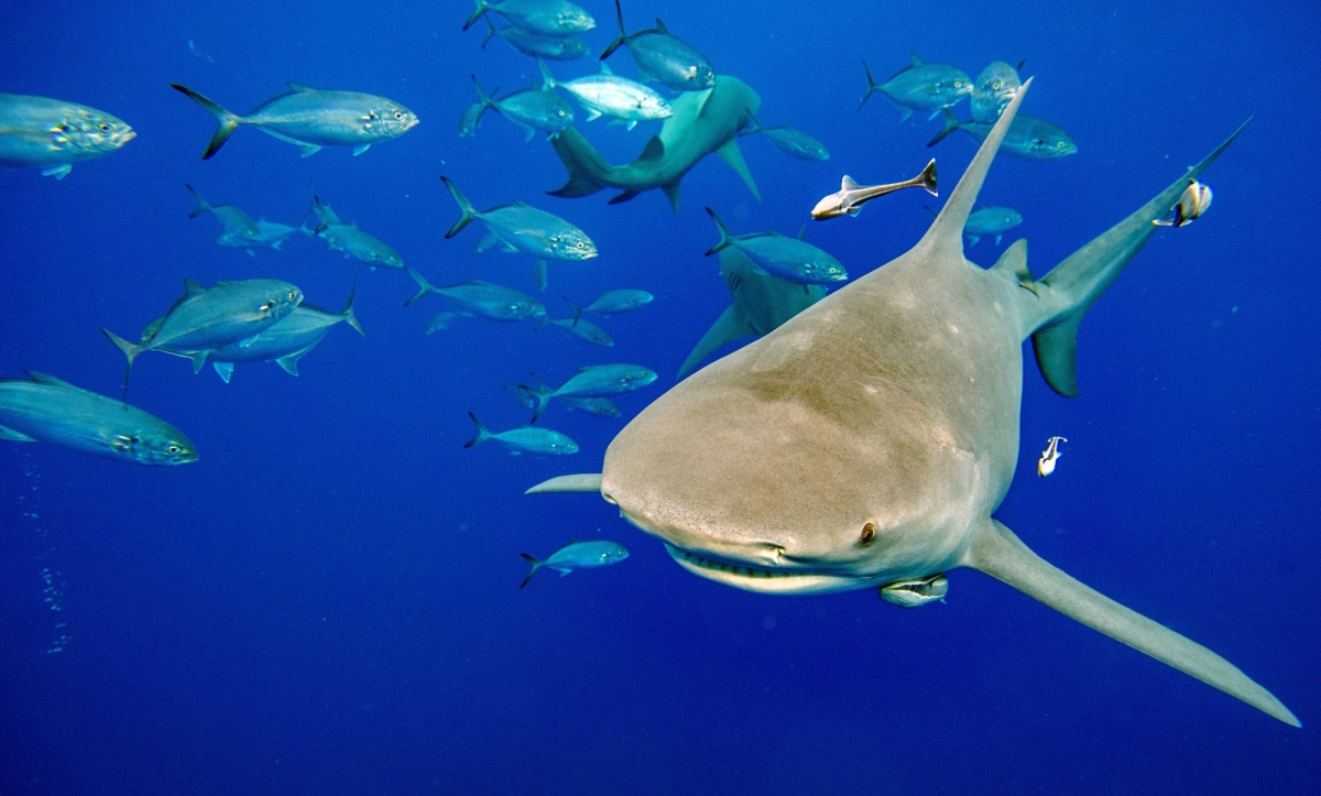 Man Decapitated by 19 Foot Great White Shark in Mexico While Fishing