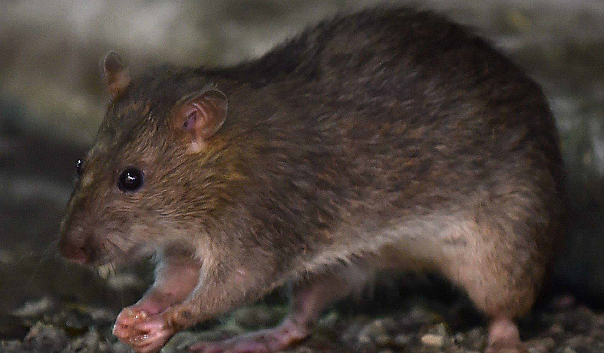 They reveal that sewer rats in New York could be carriers of COVID variants