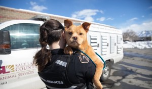 Culled pets in 2022 reached 378,000; Texas and California top the list of animal crises