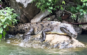 Crocodile Surprised Couple At Their Louisiana Home After Walking In Through Dog Door