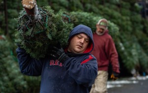 Natural Christmas trees in the US, increasingly scarce and more expensive