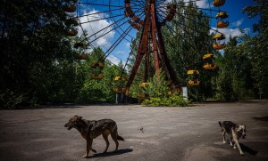 Chernobyl nuclear disaster altered the genetics of abandoned dogs